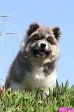 AKITA AMERICAIN 029